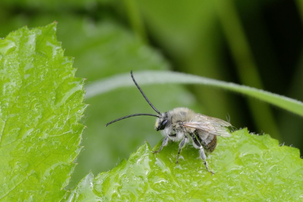 Eucera sp.